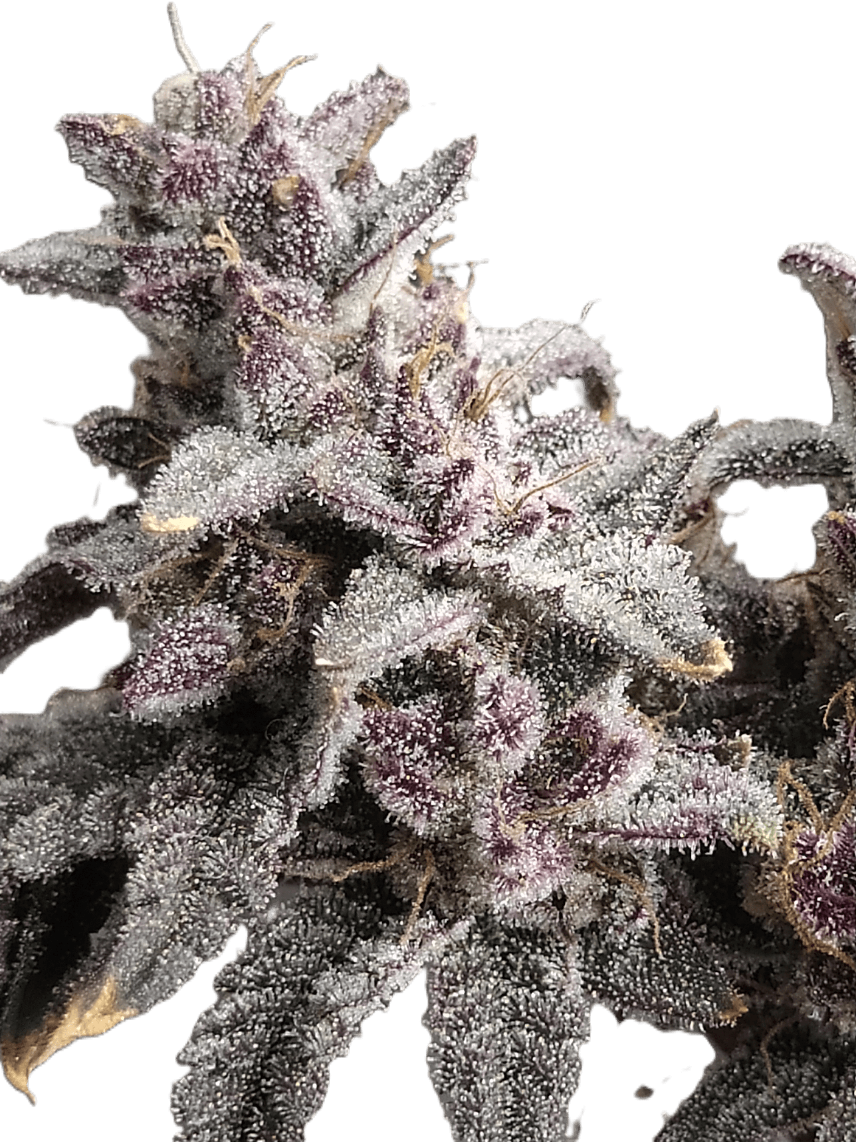 Mature cannabis cola showcasing dense, resinous flowers with vibrant green leaves and orange pistils